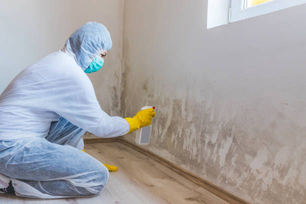 Licensed Basement Mold Remediation service in Holmdel, NJ - Car Mold Remediation